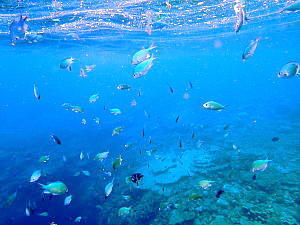 ���[�����Ӄ|�C���g�̊C�ɓ������Ƃ��̑�R�̋��̎ʐ^